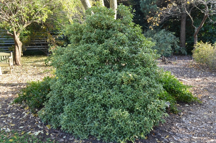 'Goshiki' Gold Dust Holly - Osmanthus heterophyllus from Tidal Roots Garden Center 'Goshiki' Gold Dust Holly - Osmanthus heterophyllus from Tidal Roots Garden Center