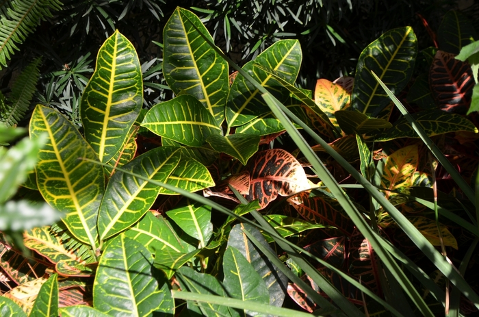 'Petra' Croton - Codiaeum variegatum from Tidal Roots Garden Center 'Petra' Croton - Codiaeum variegatum from Tidal Roots Garden Center