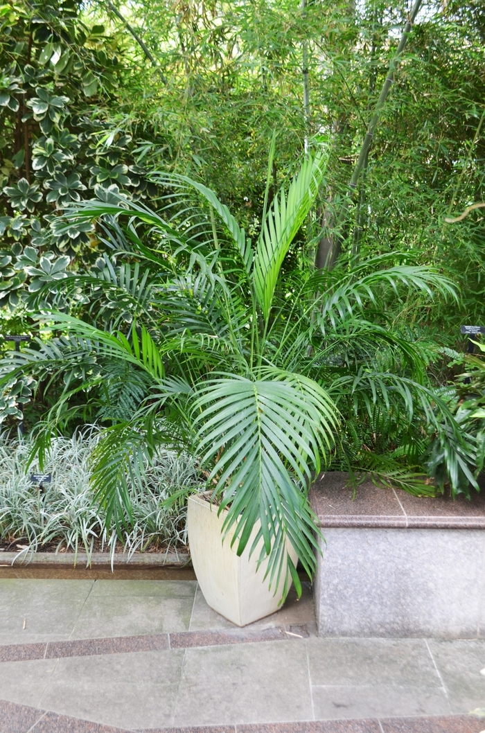 Cascade Palm - Chamaedorea cataractarum from Tidal Roots Garden Center Cascade Palm - Chamaedorea cataractarum from Tidal Roots Garden Center