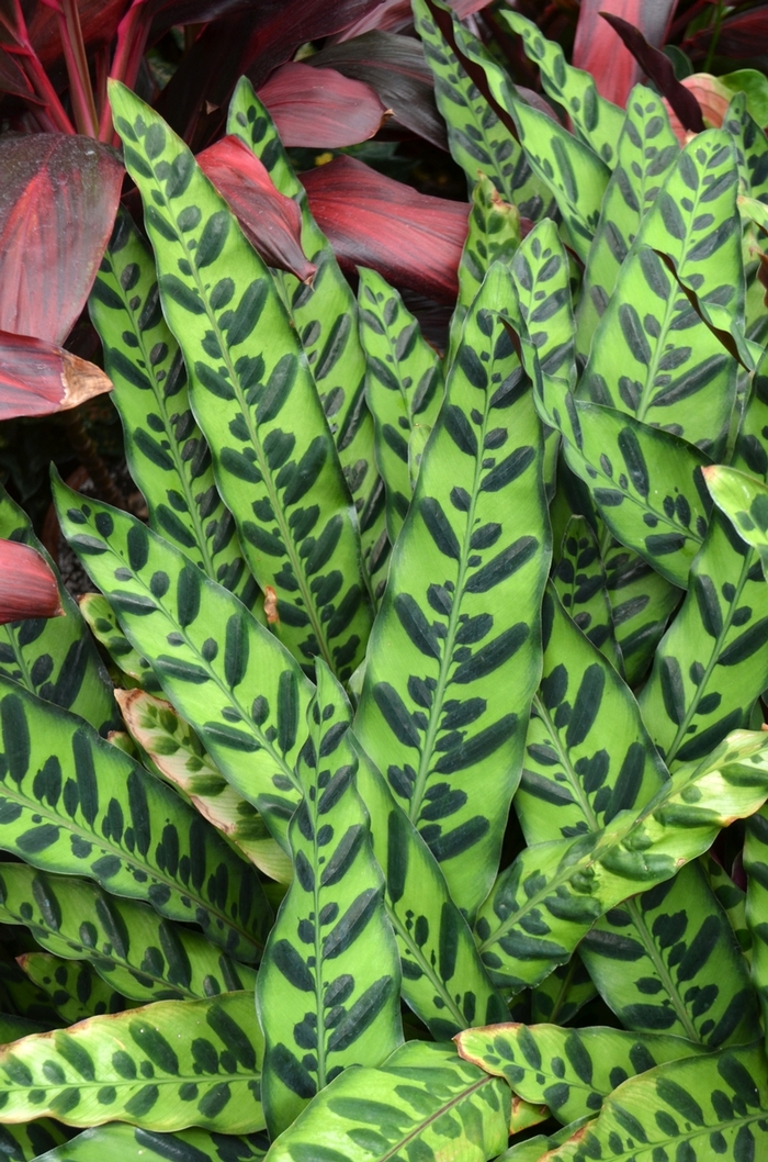 Rattlesnake Plant - Calathea lancifolia from Tidal Roots Garden Center Rattlesnake Plant - Calathea lancifolia from Tidal Roots Garden Center