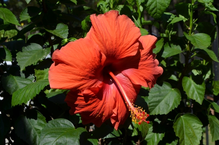 Red Tropical Hibiscus - Hibiscus rosa-sinensis from Tidal Roots Garden Center Red Tropical Hibiscus - Hibiscus rosa-sinensis from Tidal Roots Garden Center