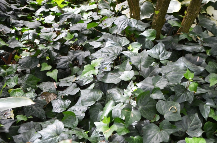 Algerian Ivy - Hedera caneriensis from Tidal Roots Garden Center Algerian Ivy - Hedera caneriensis from Tidal Roots Garden Center
