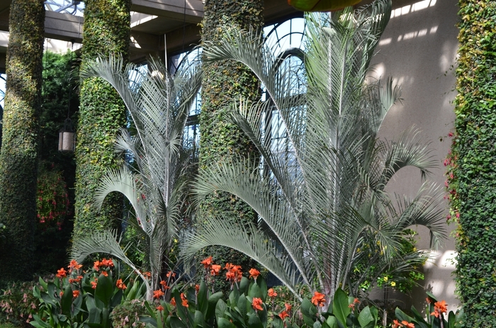 Triangle Palm Tree - Dypsis decaryi from Tidal Roots Garden Center Triangle Palm Tree - Dypsis decaryi from Tidal Roots Garden Center