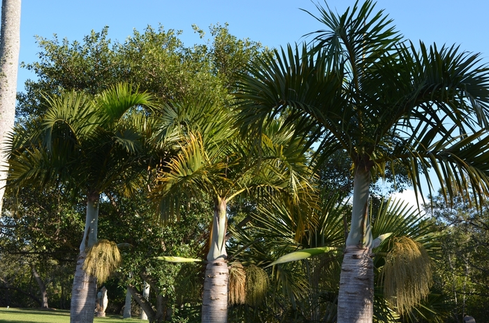 Spindle Palm - Hyophorbe verschaffeltii from Tidal Roots Garden Center Spindle Palm - Hyophorbe verschaffeltii from Tidal Roots Garden Center