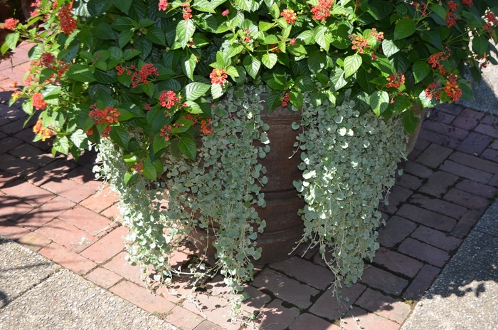 'Silver Falls™' - Dichondra argentea from Tidal Roots Garden Center 'Silver Falls™' - Dichondra argentea from Tidal Roots Garden Center
