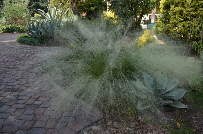 'White Cloud' Muhlygrass - Muhlenbergia capillaris from Tidal Roots Garden Center 'White Cloud' Muhlygrass - Muhlenbergia capillaris from Tidal Roots Garden Center