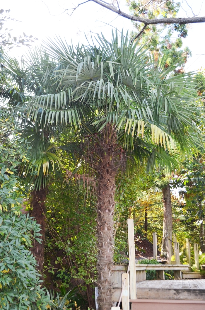 Windmill Palm - Trachycarpus fortunei from Tidal Roots Garden Center Windmill Palm - Trachycarpus fortunei from Tidal Roots Garden Center