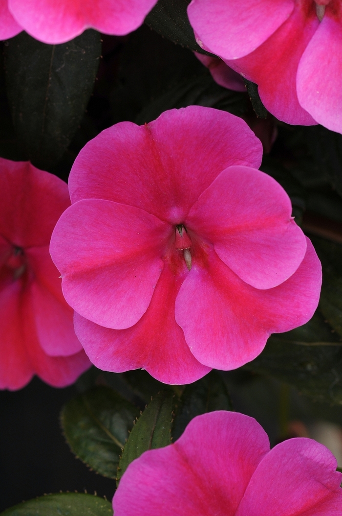 Bounce™ 'Pink Flame' - Impatiens (Interspecific impatiens) from Tidal Roots Garden Center Bounce™ 'Pink Flame' - Impatiens (Interspecific impatiens) from Tidal Roots Garden Center