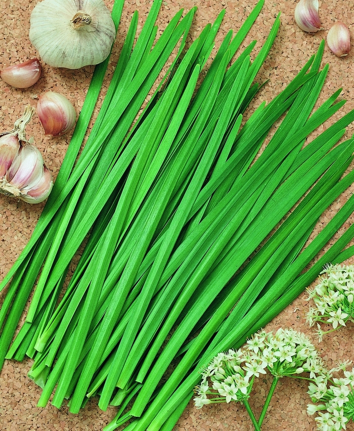 'Geisha' Garlic Chives - Allium tuberosum from Tidal Roots Garden Center 'Geisha' Garlic Chives - Allium tuberosum from Tidal Roots Garden Center