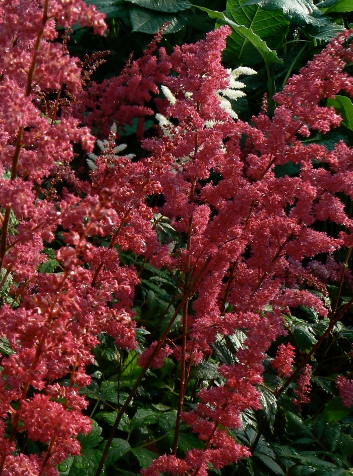 'Fanal' False Spirea - Astilbe x arendsii from Tidal Roots Garden Center 'Fanal' False Spirea - Astilbe x arendsii from Tidal Roots Garden Center