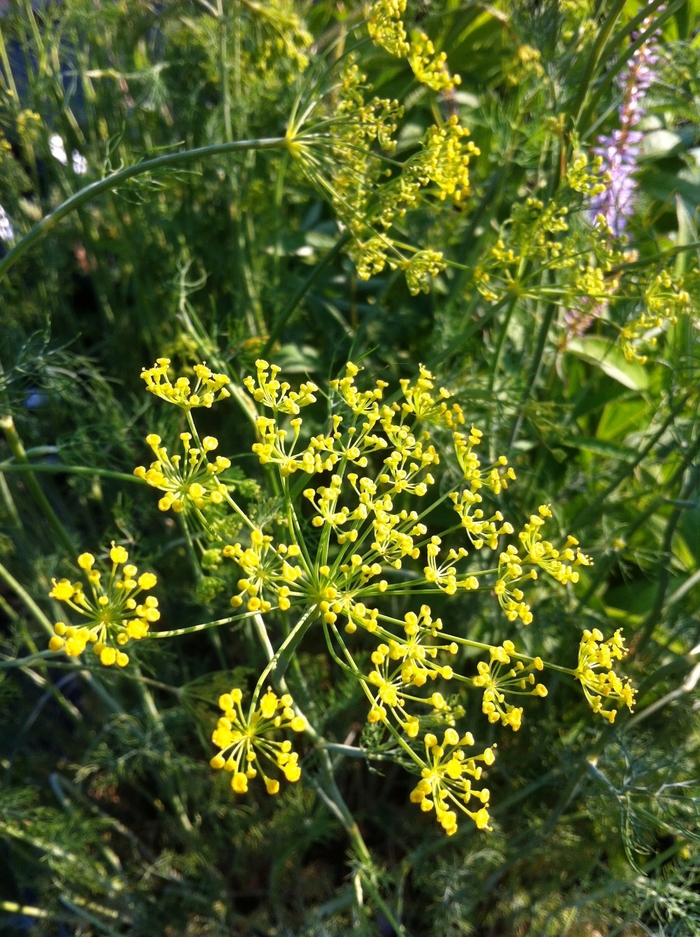 Dill - Anethum graveolens from Tidal Roots Garden Center Dill - Anethum graveolens from Tidal Roots Garden Center