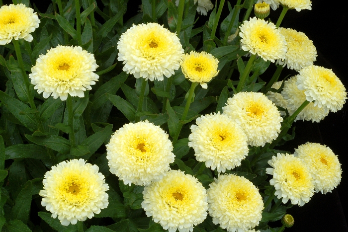 'Luna' Shasta Daisy - Leucanthemum x superbum from Tidal Roots Garden Center 'Luna' Shasta Daisy - Leucanthemum x superbum from Tidal Roots Garden Center