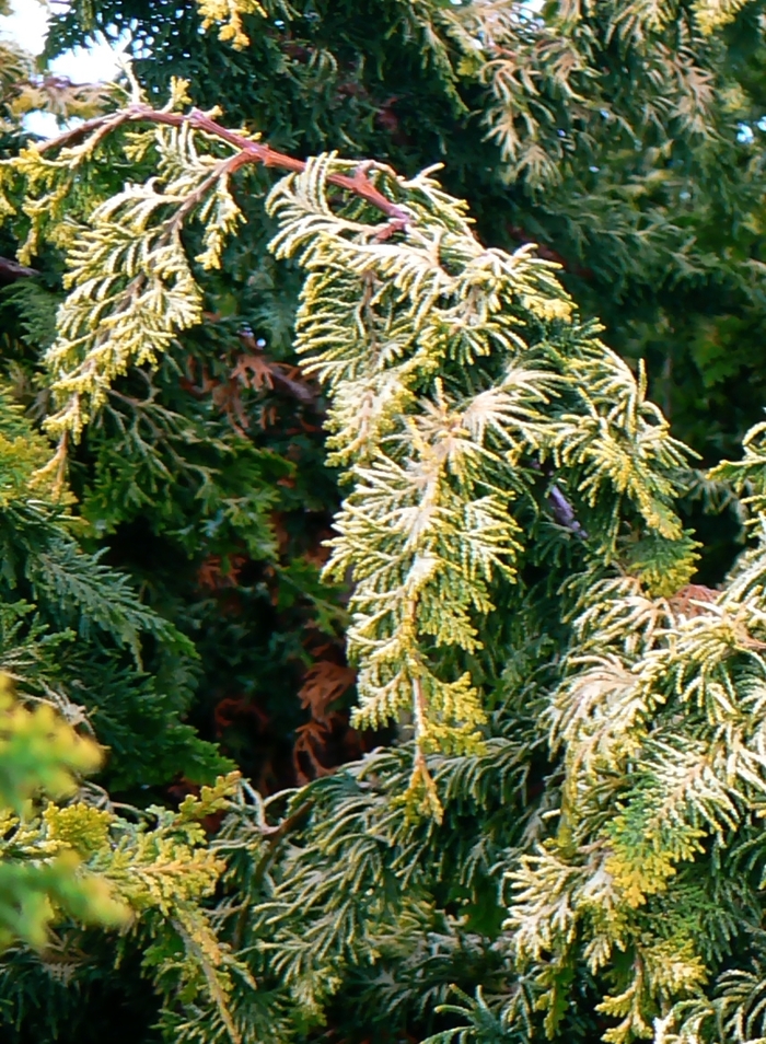 'Fernspray Gold' Hinoki Falsecypress - Chamaecyparis obtusa from Tidal Roots Garden Center