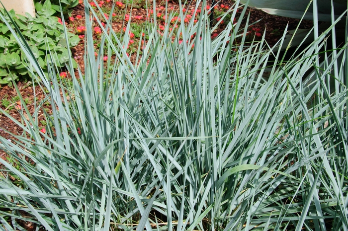 'Blue Dune' Lyme Grass - Leymus arenarius from Tidal Roots Garden Center 'Blue Dune' Lyme Grass - Leymus arenarius from Tidal Roots Garden Center