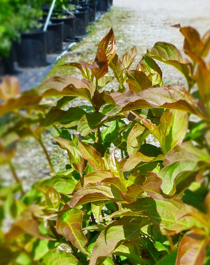 Dwarf Bush Honeysuckle - Diervilla lonicera from Tidal Roots Garden Center Dwarf Bush Honeysuckle - Diervilla lonicera from Tidal Roots Garden Center