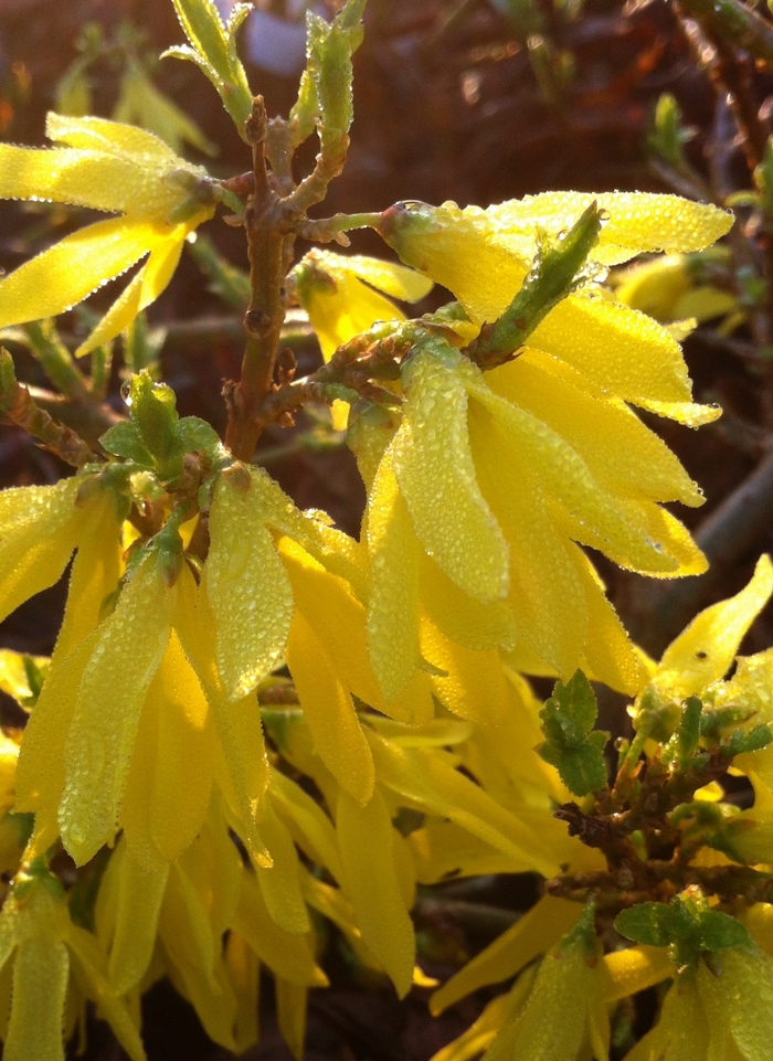 Gold Tide® - Forsythia x intermedia from Tidal Roots Garden Center Gold Tide® - Forsythia x intermedia from Tidal Roots Garden Center