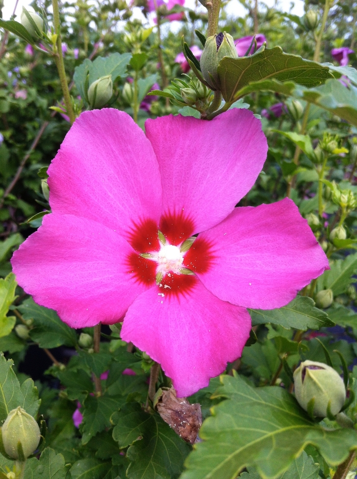 'Aphrodite' Rose of Sharon - Hibiscus syriacus from Tidal Roots Garden Center 'Aphrodite' Rose of Sharon - Hibiscus syriacus from Tidal Roots Garden Center