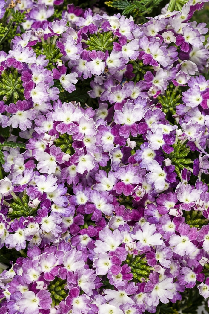 Superbena® 'Sparkling Amethyst' - Verbena from Tidal Roots Garden Center Superbena® 'Sparkling Amethyst' - Verbena from Tidal Roots Garden Center