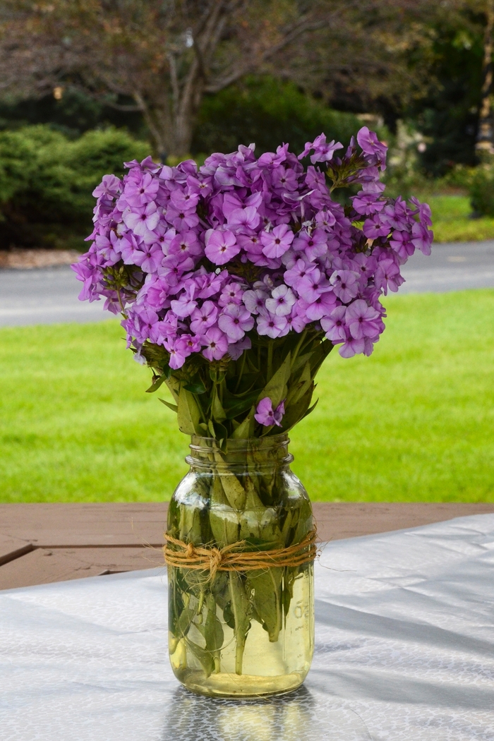 'Opening Act Blush' - Phlox from Tidal Roots Garden Center 'Opening Act Blush' - Phlox from Tidal Roots Garden Center
