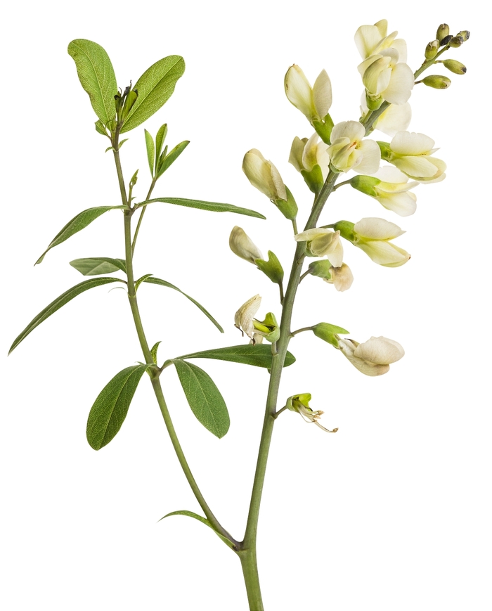 Decadence® 'Vanilla Cream' - Baptisia (False Indigo) from Tidal Roots Garden Center Decadence® 'Vanilla Cream' - Baptisia (False Indigo) from Tidal Roots Garden Center