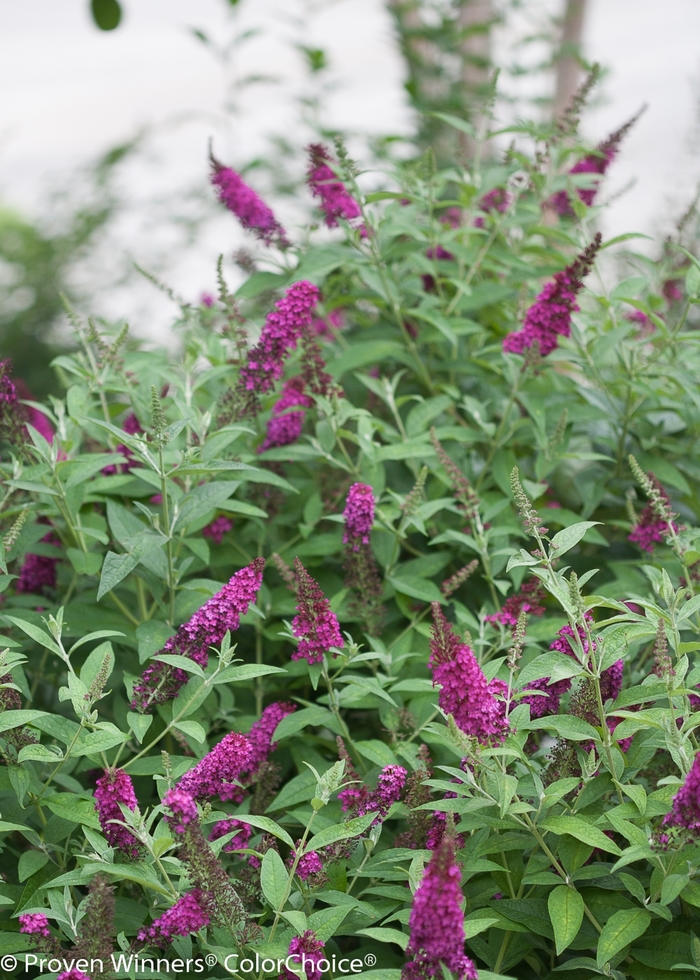'Miss Molly' Butterfly Bush - Buddleia from Tidal Roots Garden Center 'Miss Molly' Butterfly Bush - Buddleia from Tidal Roots Garden Center