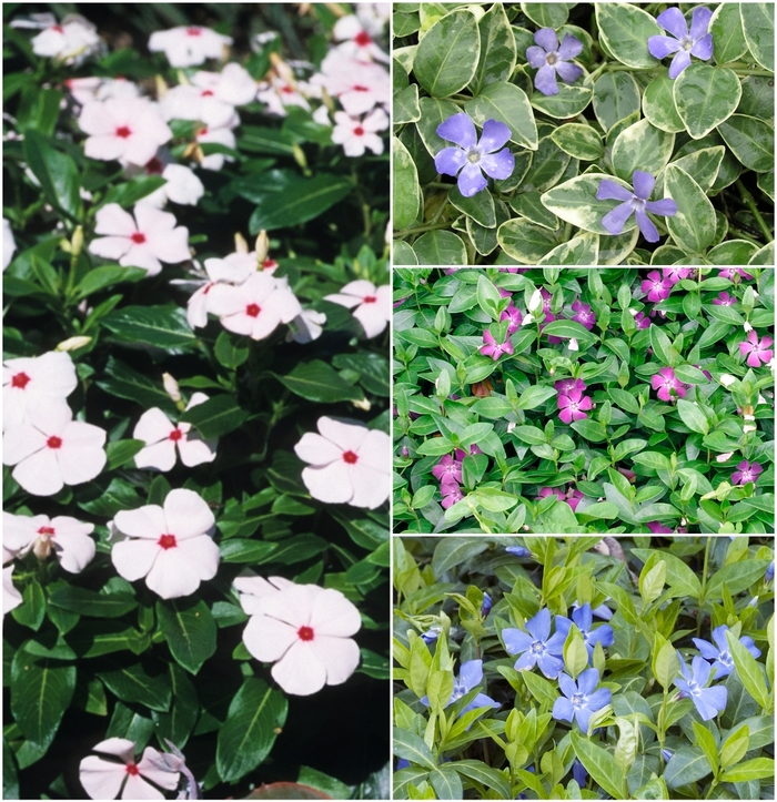 Assorted Vinca Vine, Myrtle - Vinca from Tidal Roots Garden Center Assorted Vinca Vine, Myrtle - Vinca from Tidal Roots Garden Center
