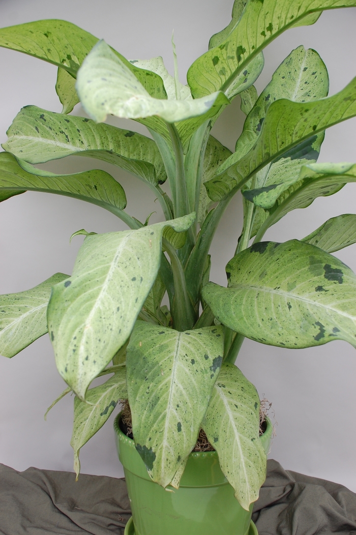 'Camouflage' Dumb Cane - Dieffenbachia from Tidal Roots Garden Center 'Camouflage' Dumb Cane - Dieffenbachia from Tidal Roots Garden Center
