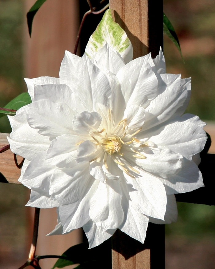 'Duchess of Edinburgh' - Clematis from Tidal Roots Garden Center 'Duchess of Edinburgh' - Clematis from Tidal Roots Garden Center