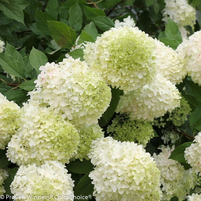 'Limelight' Panicle Hydrangea - Hydrangea paniculata from Tidal Roots Garden Center
