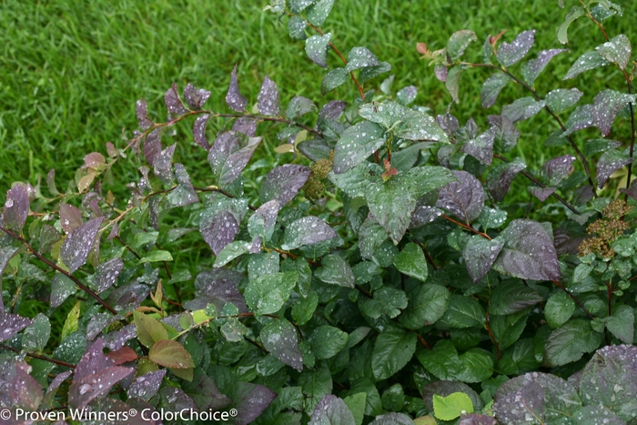 Double Play® 'Blue Kazoo®' - Spiraea media (Spirea) from Tidal Roots Garden Center Double Play® 'Blue Kazoo®' - Spiraea media (Spirea) from Tidal Roots Garden Center