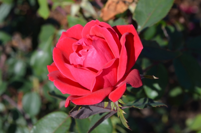 Knock Out® Double - Rosa (Shrub Rose) from Tidal Roots Garden Center Knock Out® Double - Rosa (Shrub Rose) from Tidal Roots Garden Center