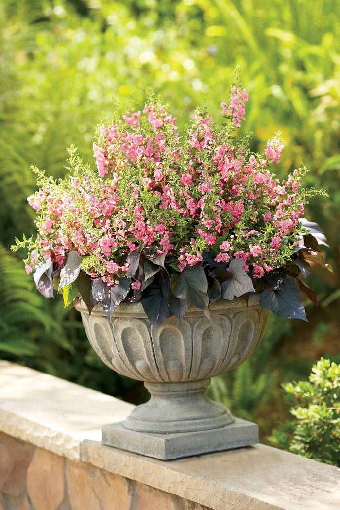Angelface® 'Perfectly Pink' - Angelonia (Summer Snapdragon) from Tidal Roots Garden Center Angelface® 'Perfectly Pink' - Angelonia (Summer Snapdragon) from Tidal Roots Garden Center