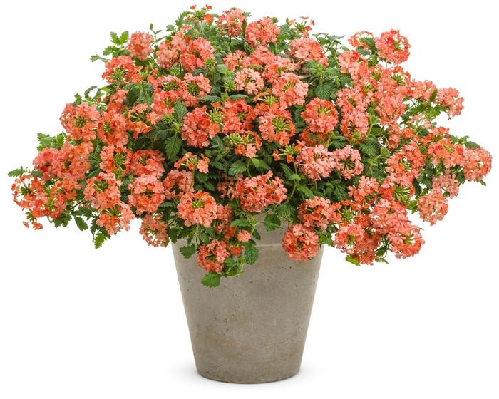 Superbena Royale® 'Peachy Keen' - Verbena from Tidal Roots Garden Center Superbena Royale® 'Peachy Keen' - Verbena from Tidal Roots Garden Center