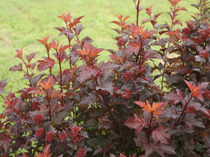 'Ginger Wine®' Ninebark - Physocarpus opulifolius from Tidal Roots Garden Center
