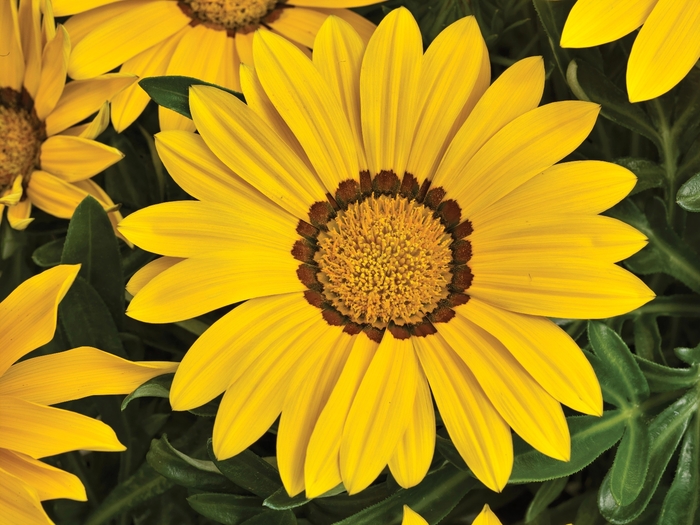 Big Kiss™ 'Yellow' - Gazania rigens (Treasure Flower) from Tidal Roots Garden Center Big Kiss™ 'Yellow' - Gazania rigens (Treasure Flower) from Tidal Roots Garden Center