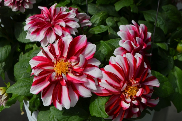 Starsister® Red Stripes - Dahlia from Tidal Roots Garden Center Starsister® Red Stripes - Dahlia from Tidal Roots Garden Center