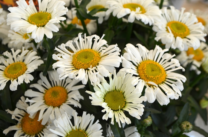 Sweet Daisy 'Sophie' - Leucanthemum maximum (Daisy) from Tidal Roots Garden Center Sweet Daisy 'Sophie' - Leucanthemum maximum (Daisy) from Tidal Roots Garden Center