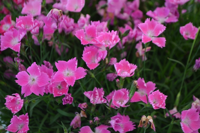 Kahori® 'Pink' - Dianthus gratianopolitanus (Pink Carnation) from Tidal Roots Garden Center Kahori® 'Pink' - Dianthus gratianopolitanus (Pink Carnation) from Tidal Roots Garden Center