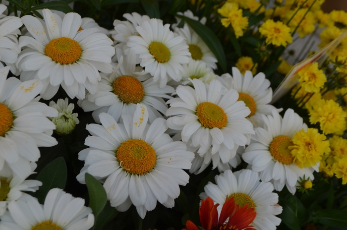 Sweet Daisy 'Jane' - Leucanthemum maximum (Daisy) from Tidal Roots Garden Center Sweet Daisy 'Jane' - Leucanthemum maximum (Daisy) from Tidal Roots Garden Center