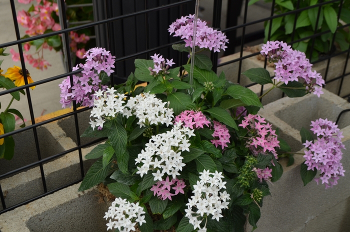 Graffiti® 'Mix' - Pentas lanceolata (Star Flower) from Tidal Roots Garden Center Graffiti® 'Mix' - Pentas lanceolata (Star Flower) from Tidal Roots Garden Center