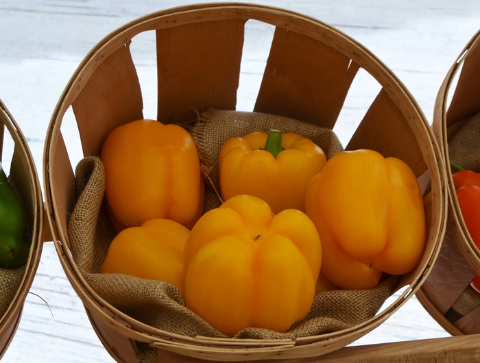 Yellow Bell Pepper - Capsicum annuum from Tidal Roots Garden Center Yellow Bell Pepper - Capsicum annuum from Tidal Roots Garden Center