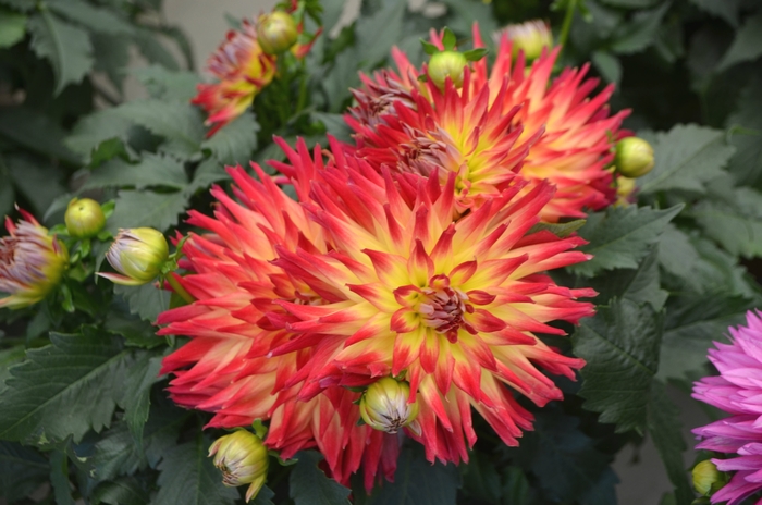 LaBella® 'Maggiore Fire' - Dahlia from Tidal Roots Garden Center LaBella® 'Maggiore Fire' - Dahlia from Tidal Roots Garden Center