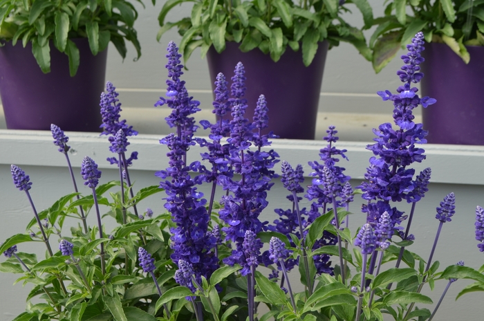 Sallyfun™ 'Deep Ocean' - Salvia farinacea (Mealycup Sage) from Tidal Roots Garden Center Sallyfun™ 'Deep Ocean' - Salvia farinacea (Mealycup Sage) from Tidal Roots Garden Center