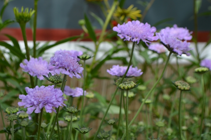 Flutter™ ''Deep Blue'' - Scabiosa columbaria (Pincushion Flower) from Tidal Roots Garden Center