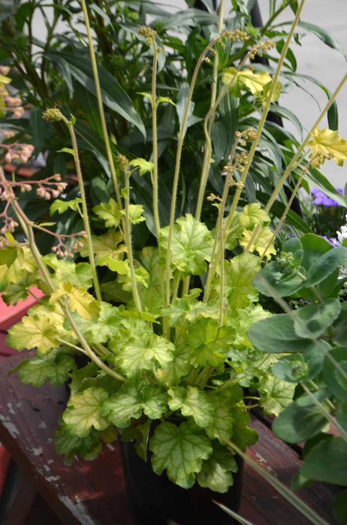 'Carnival Limeade' Coral Bells - Heuchera from Tidal Roots Garden Center 'Carnival Limeade' Coral Bells - Heuchera from Tidal Roots Garden Center