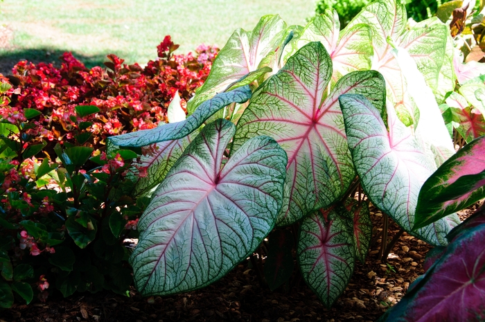 'Summer Breeze' Fancy-leaf Caladium - Caladium from Tidal Roots Garden Center 'Summer Breeze' Fancy-leaf Caladium - Caladium from Tidal Roots Garden Center