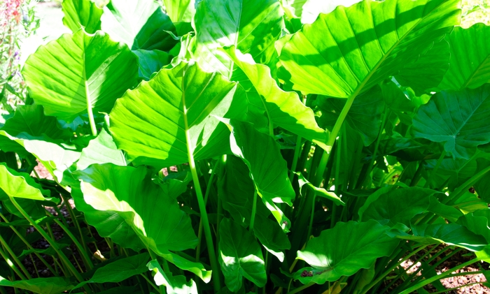 'California' Elephant Ear - Alocasia odora from Tidal Roots Garden Center 'California' Elephant Ear - Alocasia odora from Tidal Roots Garden Center