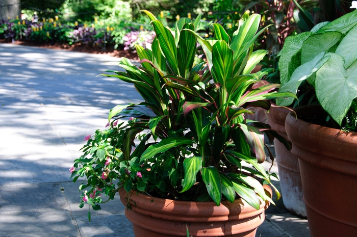 'Exotica' Ti Plant - Cordyline fruticosa from Tidal Roots Garden Center 'Exotica' Ti Plant - Cordyline fruticosa from Tidal Roots Garden Center