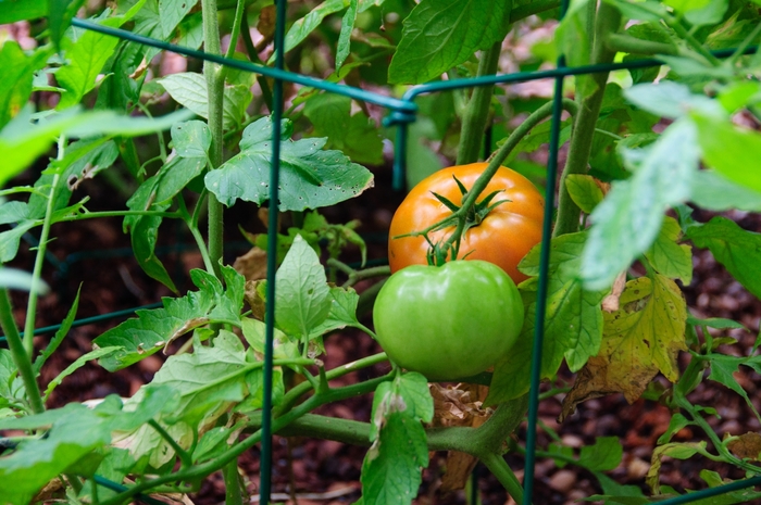 'Big Beef' Beefsteak - Lycopersicon esculentum from Tidal Roots Garden Center