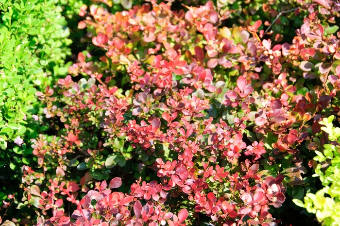 'Crimson Pygmy' Japanese Barberry - Berberis thunbergii from Tidal Roots Garden Center 'Crimson Pygmy' Japanese Barberry - Berberis thunbergii from Tidal Roots Garden Center